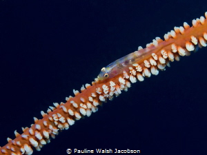 Whip Coral Goby, Beqa Lagoon, Fiji by Pauline Walsh Jacobson 